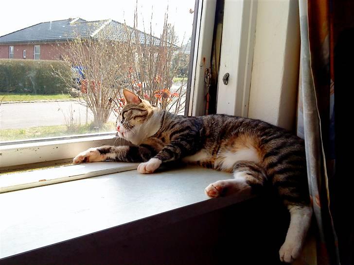 Huskat Pelle  - 17*Pelle leger med deres leopart x´D Foto-Migg billede 17