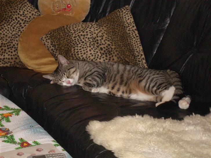 Huskat Pelle  - 18*Dellen elsker at sove.. :d Eller splate ud xP Foto:Moar billede 18