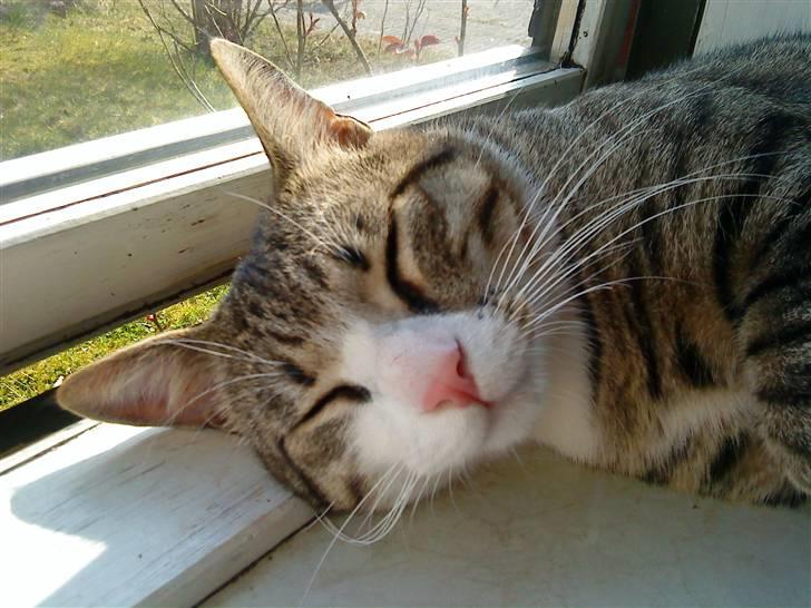 Huskat Pelle  - 19*Pelle elsker vores håndvask_-_-_ Foto;Moar billede 19