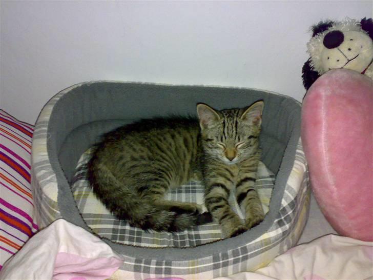 Huskat Sniffer billede 1