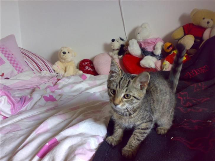 Huskat Sniffer billede 2