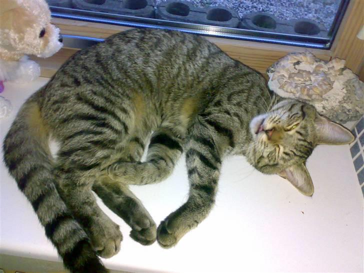 Huskat Sniffer billede 4