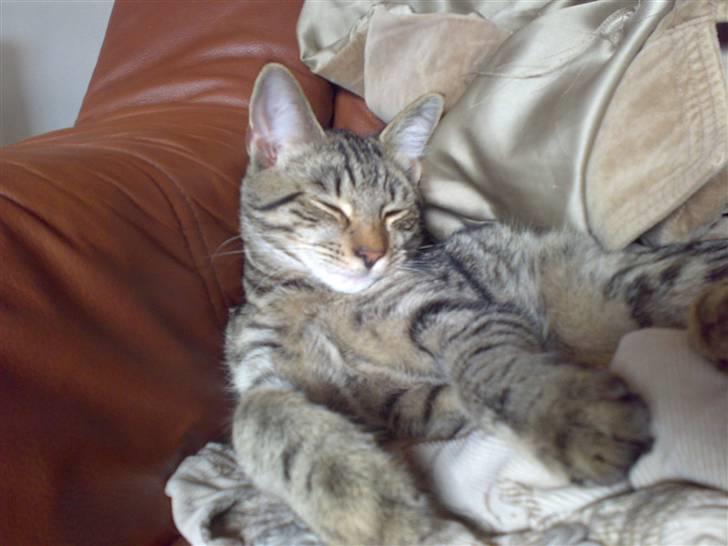 Huskat Sniffer billede 5