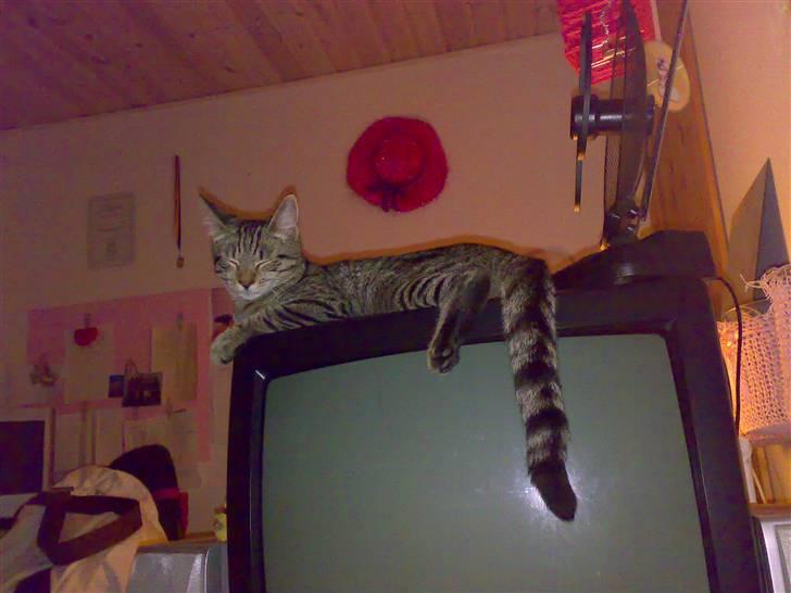 Huskat Sniffer billede 6