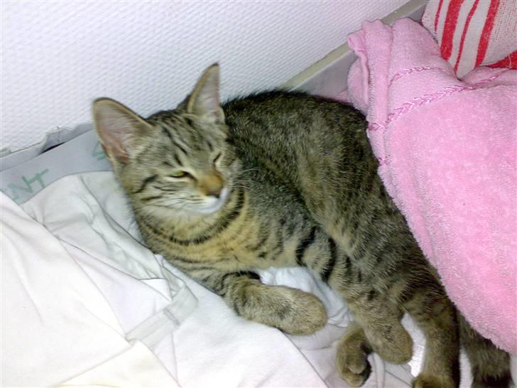 Huskat Sniffer billede 7