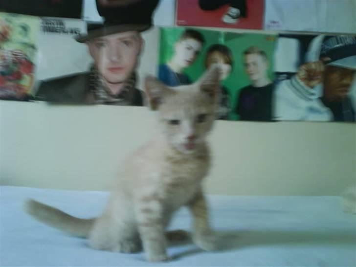 Huskat åge billede 1