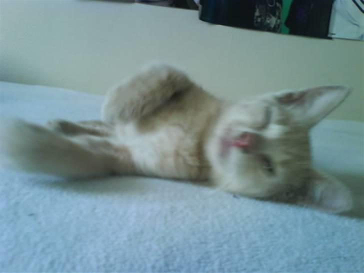 Huskat åge billede 2