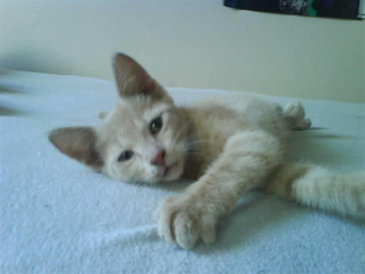 Huskat åge billede 3