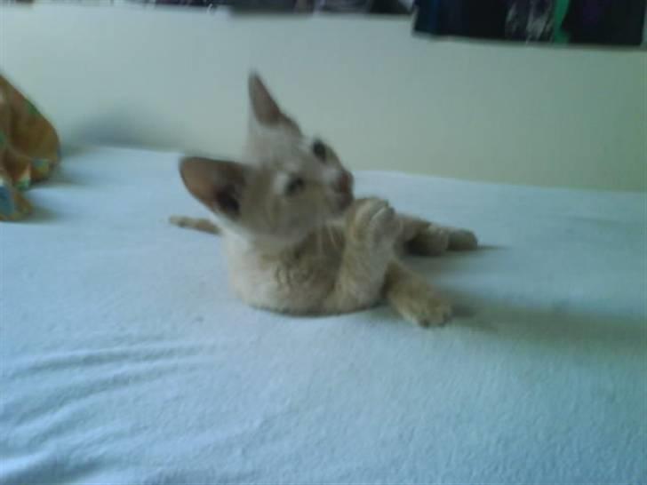 Huskat åge billede 4