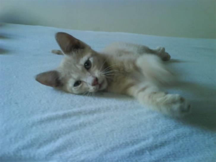 Huskat åge billede 5