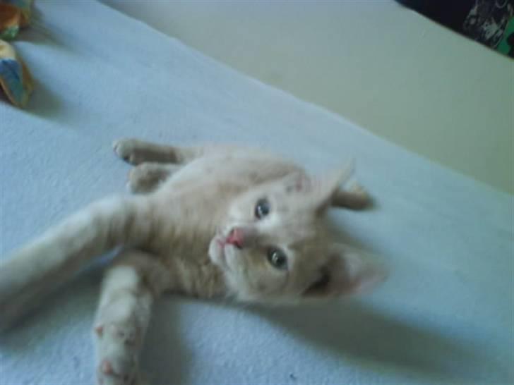 Huskat åge billede 6