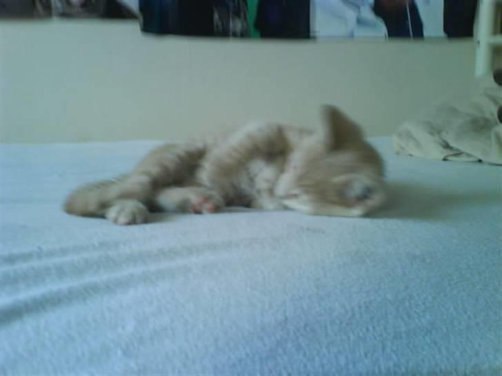 Huskat åge billede 7