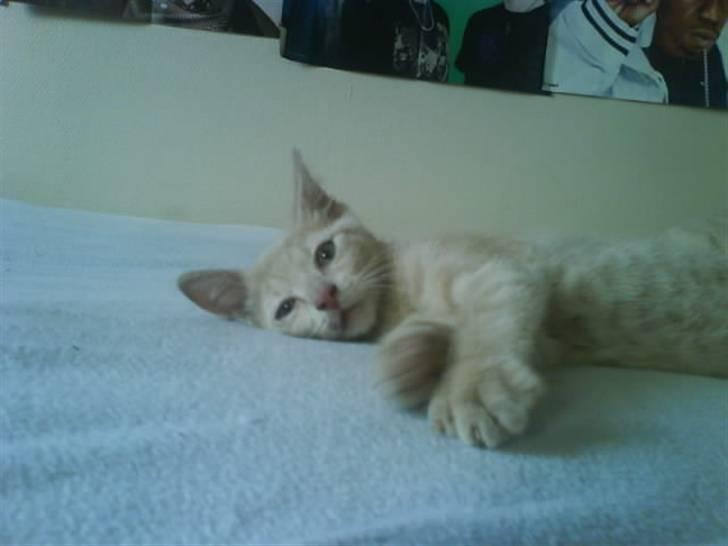 Huskat åge billede 8