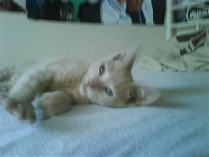 Huskat åge billede 9