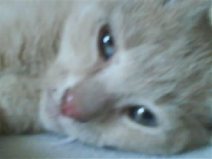 Huskat åge billede 10