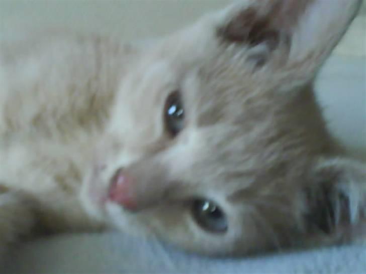 Huskat åge billede 11