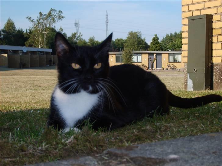 Huskat Miewty billede 1