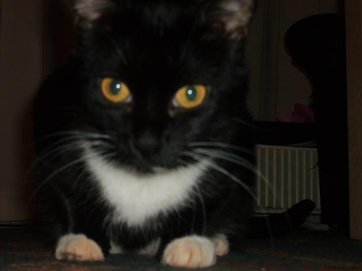 Huskat Miewty billede 2