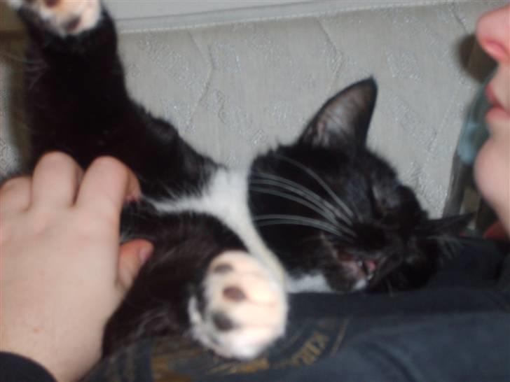 Huskat Miewty billede 3