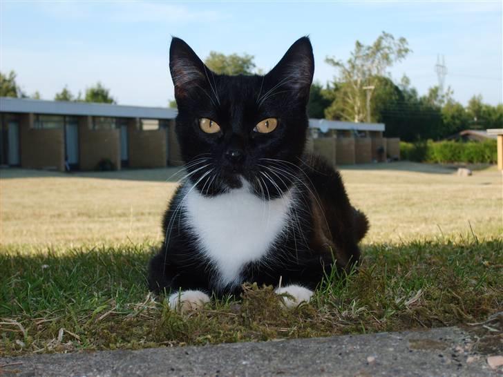 Huskat Miewty billede 4