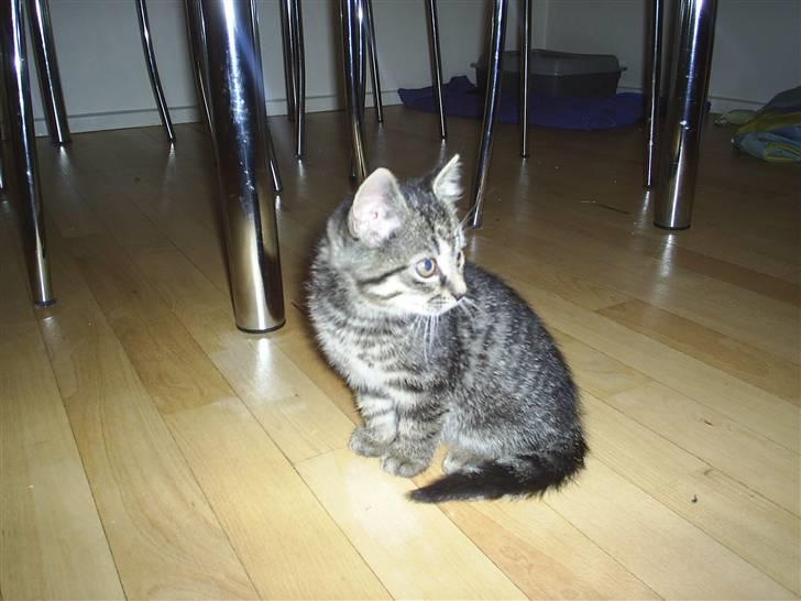 Huskat Bastian billede 12