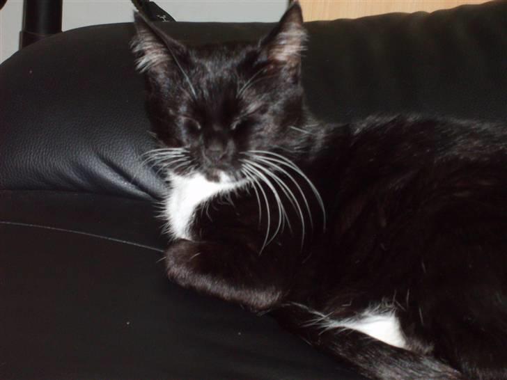 Huskat Miewty billede 5