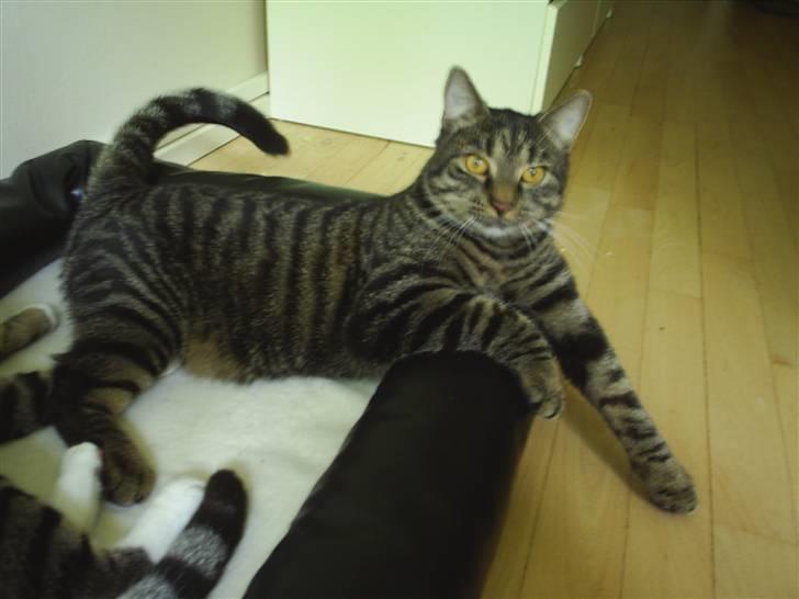 Huskat Bastian billede 13