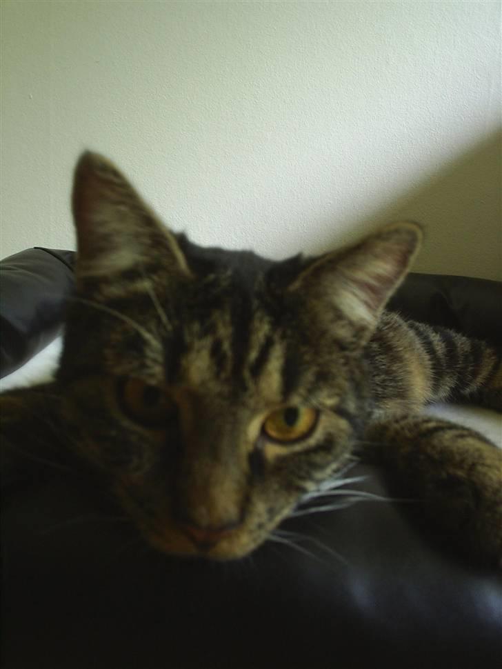 Huskat Bastian billede 14