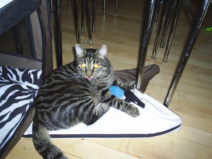 Huskat Bastian - Sådan ser man ud, når man leger så vildt, at man ikke kan trække vejret... billede 15