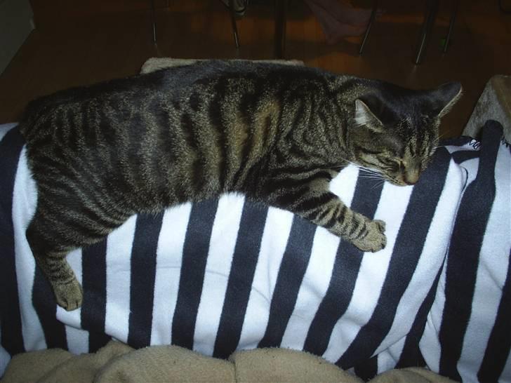 Huskat Bastian billede 16