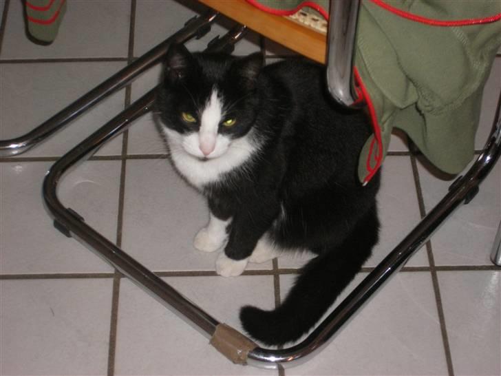 Huskat Speedy billede 12