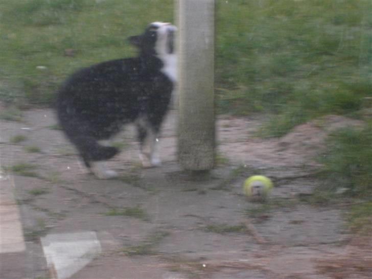 Huskat Speedy - Speedy på vej til at hoppe op på terrassen der er 2 m. over jorden (billedet er taget igennem et vindue, derfor er den lidt sløret) billede 13