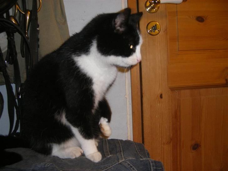 Huskat Speedy - Speedy på sin yndligs plads i fyrrummet billede 14