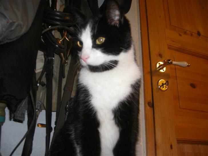 Huskat Speedy billede 15