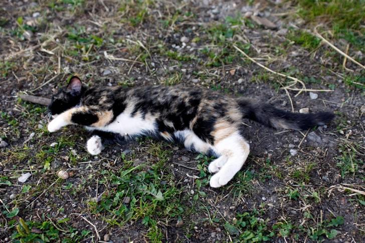 Blanding af racer Caramella  billede 18