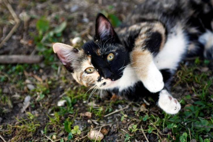 Blanding af racer Caramella  billede 19