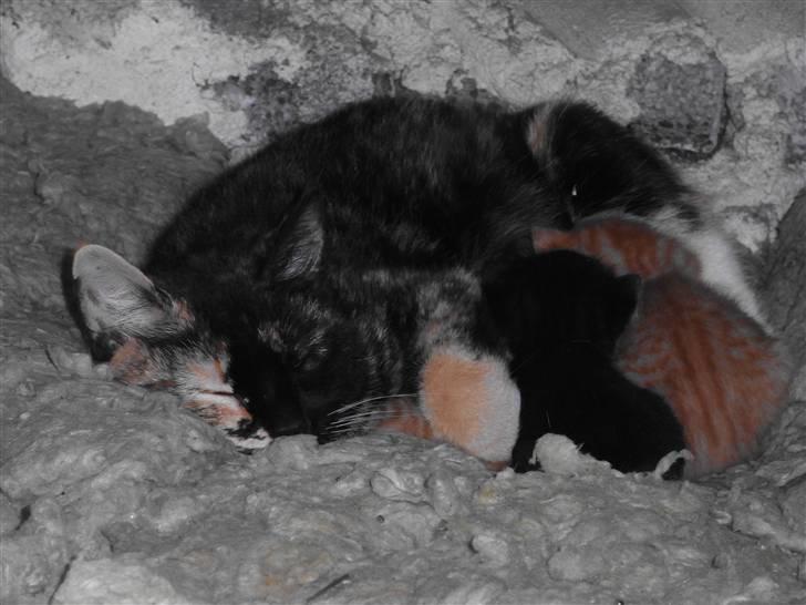 Blanding af racer Caramella  billede 20