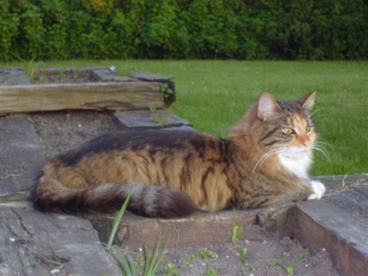 Blanding af racer Mizzi (Død 21/10 2022) - Hmmm ingen mus til mig??? billede 2