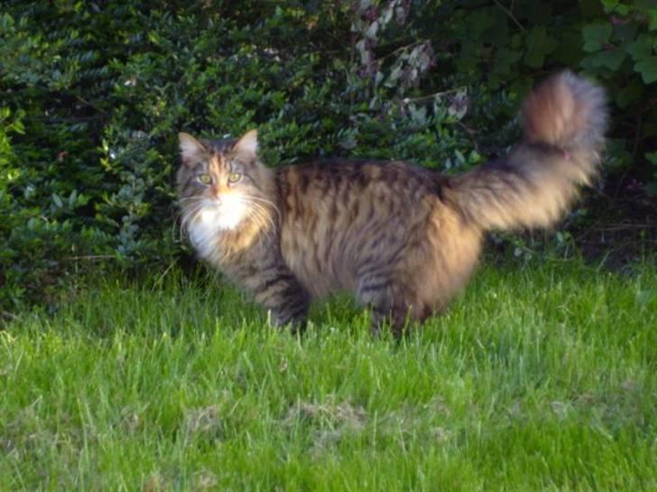 Blanding af racer Mizzi (Død 21/10 2022) - Halllloooooo jeg er lige her billede 3