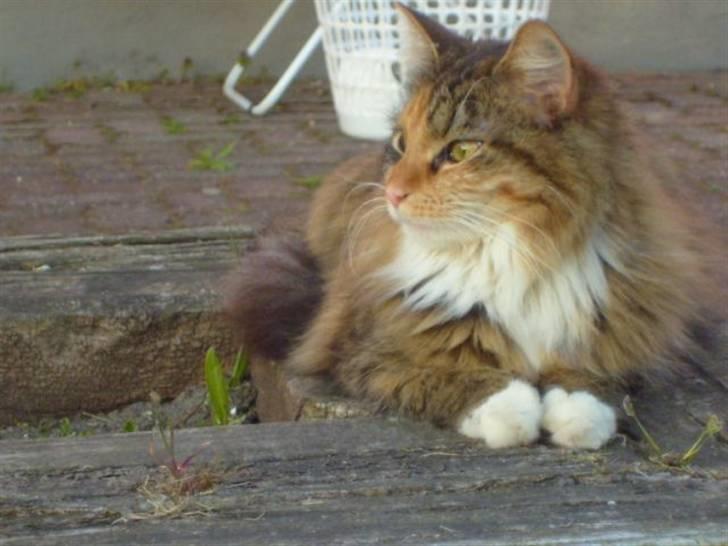 Blanding af racer Mizzi (Død 21/10 2022) - hmmm skal han larme sådan naboen?? billede 4