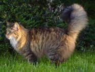 Blanding Af Racer Mizzi D d 21 10 2022 Billeder Af Katte Uploaded 