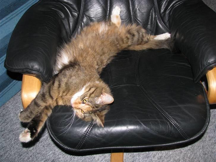 Blanding af racer Mizzi (Død 21/10 2022) - Dette er sku opslidende billede 6