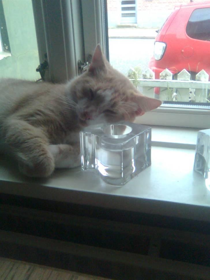 Huskat Zuma billede 1