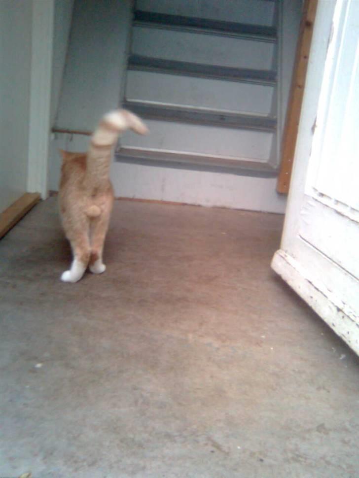 Huskat Zuma billede 2