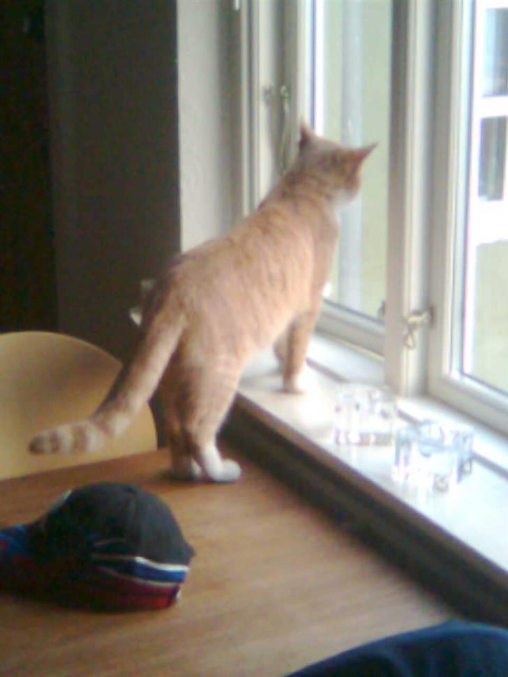 Huskat Zuma billede 3