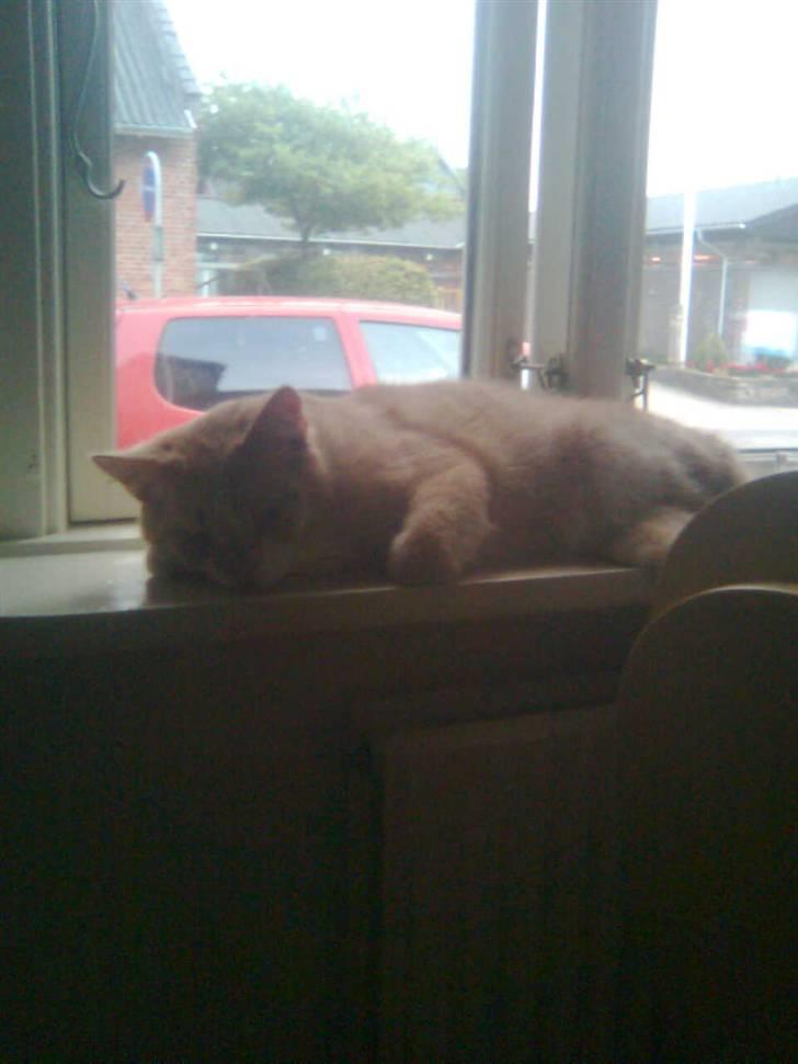 Huskat Zuma billede 5