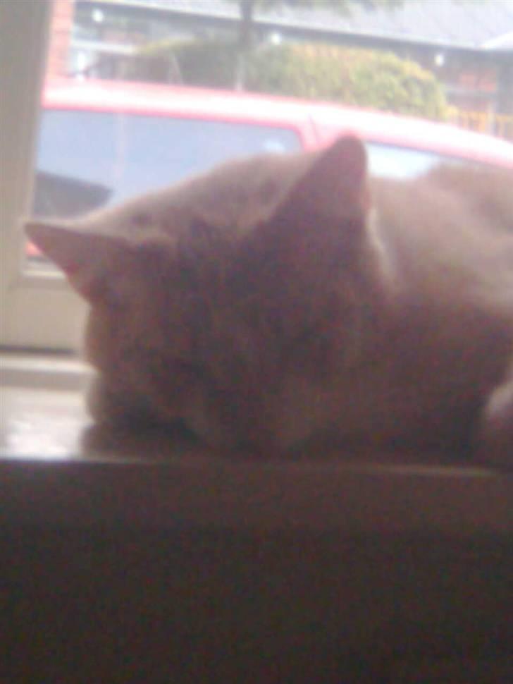 Huskat Zuma billede 6