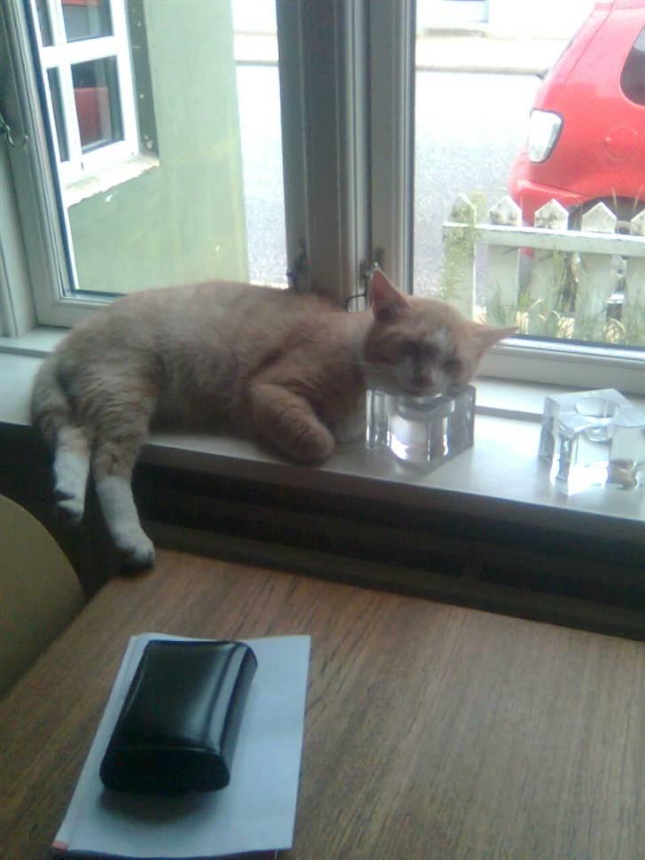 Huskat Zuma billede 7