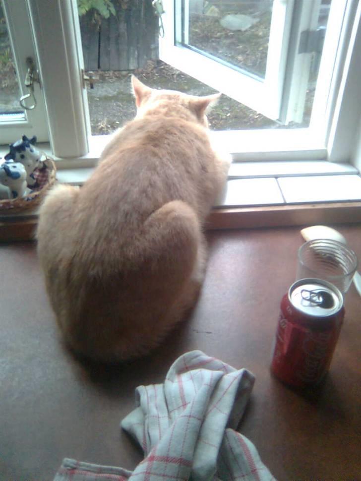 Huskat Zuma billede 8