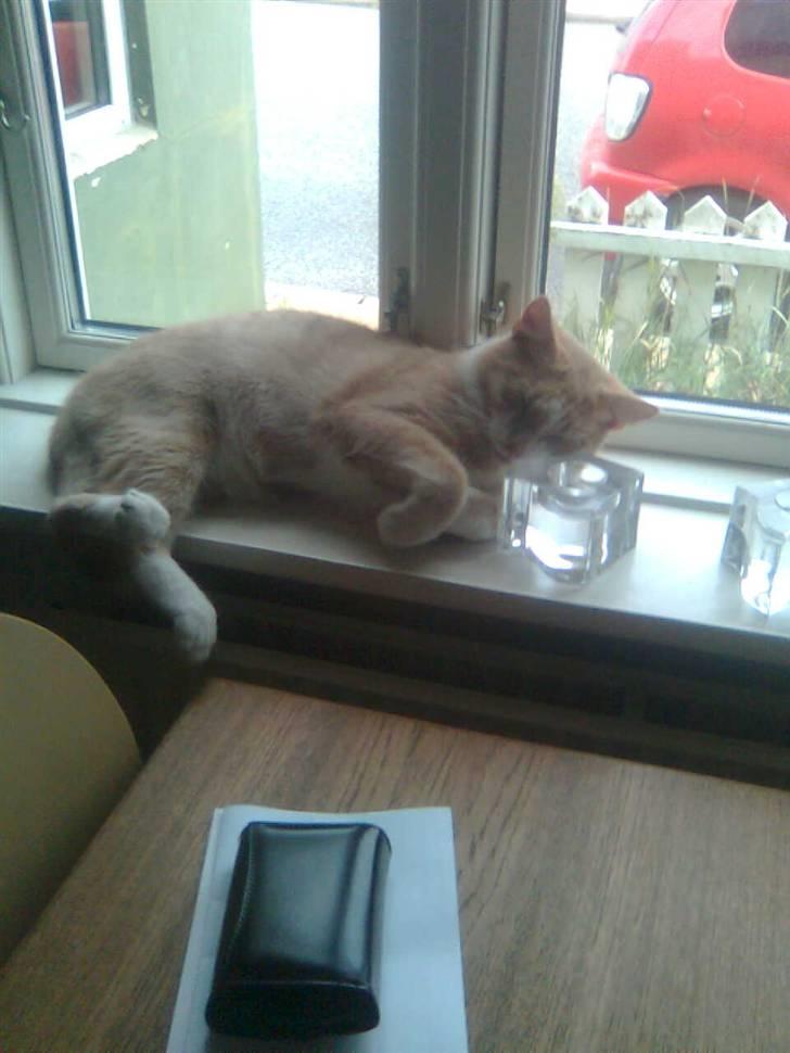 Huskat Zuma billede 9